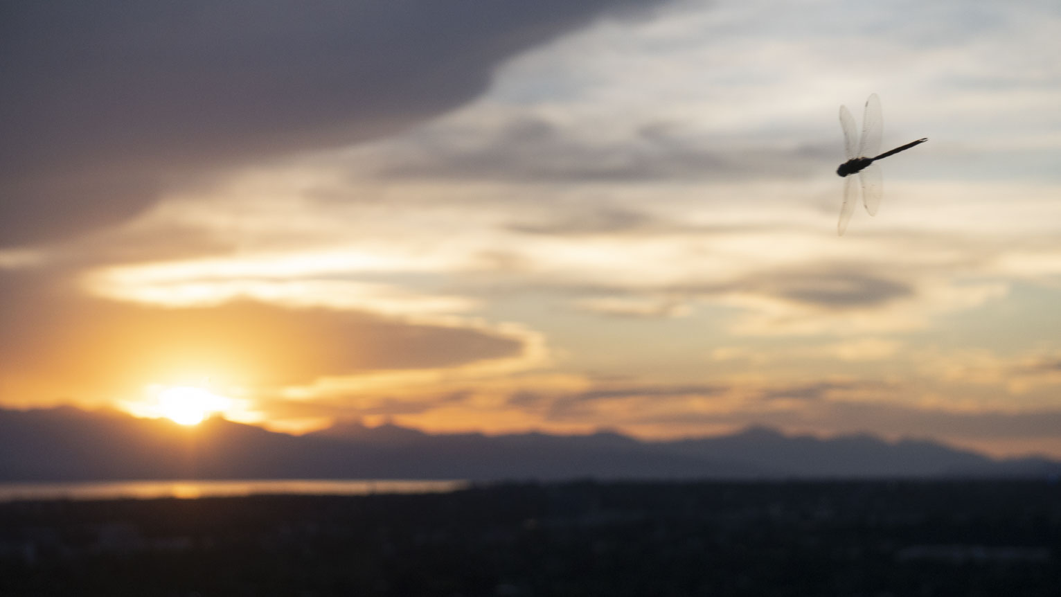 A dragonfly flying toward the viewer at a diagonal silhouetted by sunset